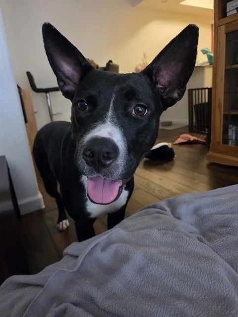 An adult large-sized female Labrador Retriever dog named Pepper for adoption in Mesa, AZ
