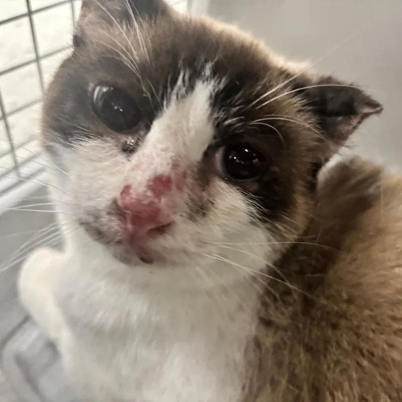 An adult medium-sized male White Domestic Short Hair cat named Max for adoption in Indianapolis, IN