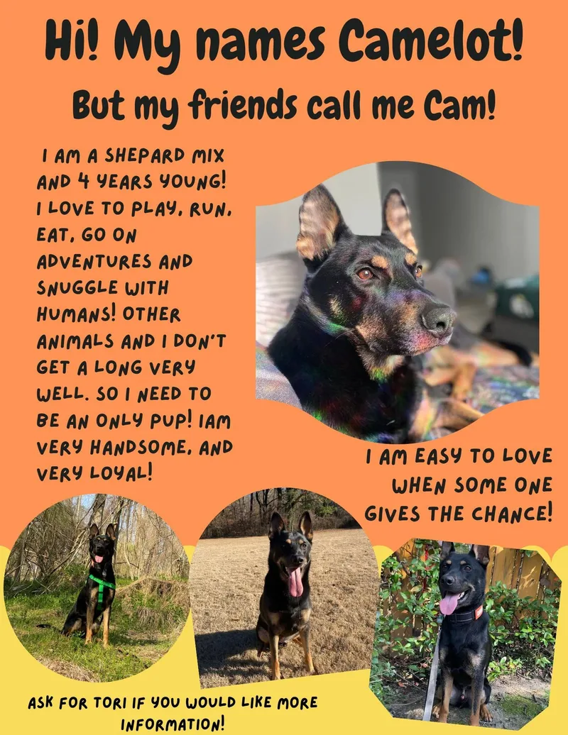 An adult medium-sized male Black German Shepherd Dog dog named Camelot for adoption in Marietta, GA