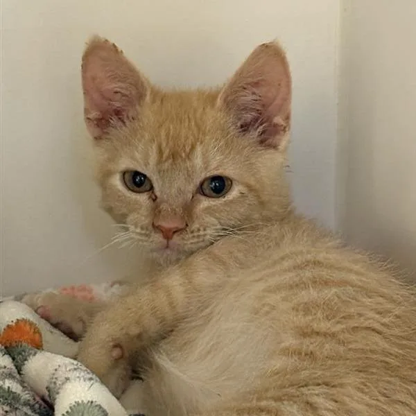 A baby small-sized male Orange / Red Domestic Short Hair cat named Milo for adoption in Phoenix, AZ
