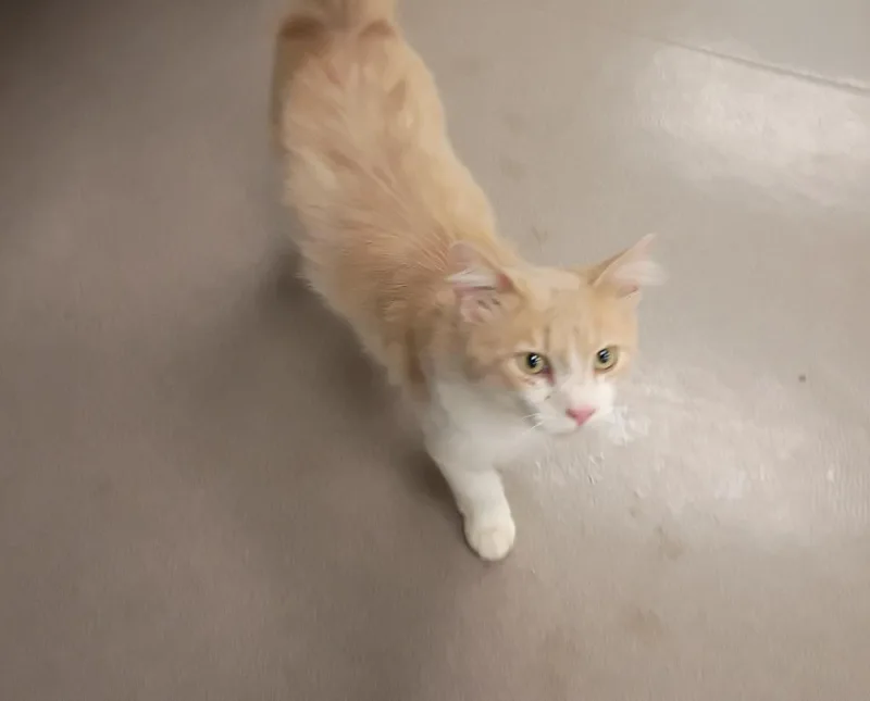 A young medium-sized male Domestic Short Hair cat named Axel for adoption in La Porte, IN