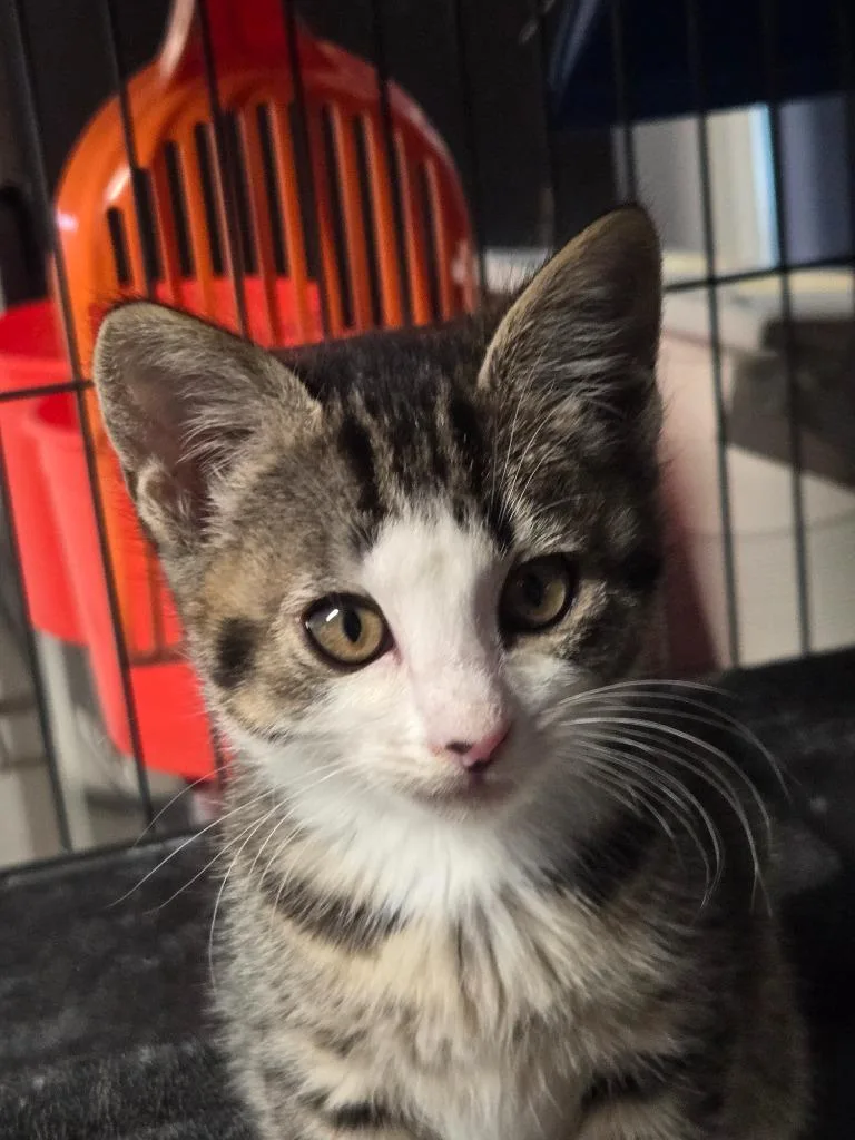 A baby medium-sized female Domestic Short Hair cat named Spoon  Ladle for adoption in Shelton, WA