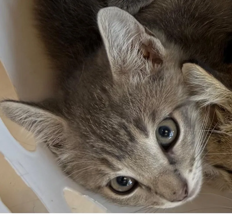 A baby small-sized female Domestic Short Hair cat named Gidget for adoption in Belton, TX