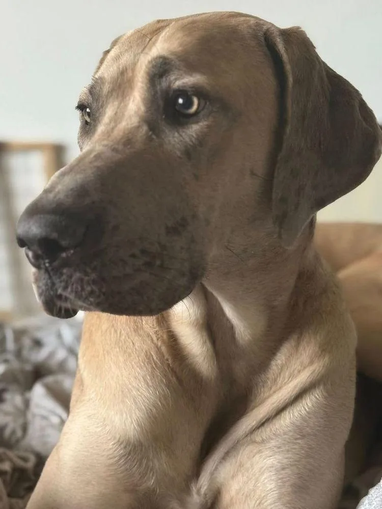 A young extra large-sized female Yellow / Tan / Blond / Fawn Great Dane dog named Remi for adoption in Larkspur, CO
