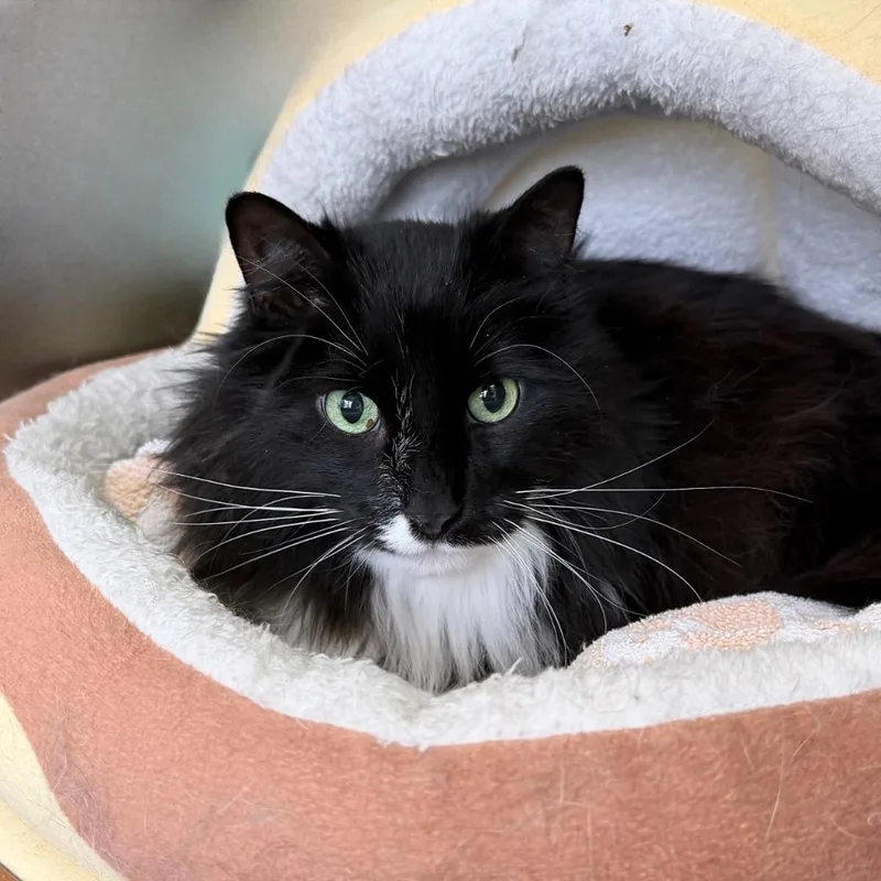 A senior medium-sized male Domestic Long Hair cat named Kaikai for adoption in State College, PA