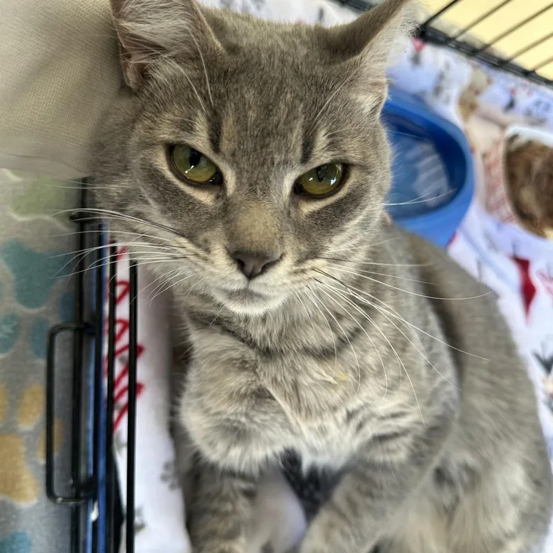 An adult medium-sized male Gray / Blue / Silver Domestic Short Hair cat named Riddle for adoption in Deerfield, IL