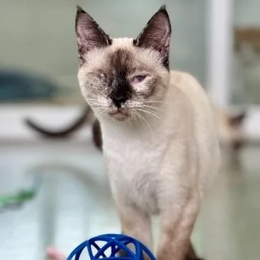 A baby small-sized male Brown / Chocolate Siamese cat named Moon for adoption in Wilmington, DE