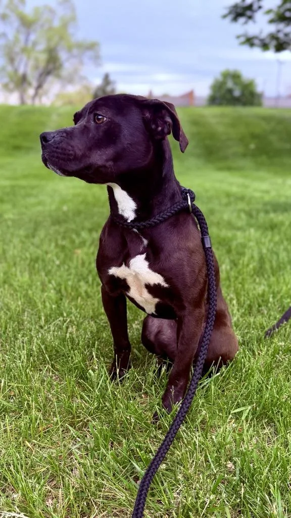 A young medium-sized female Mixed Breed dog named Downy Fluff for adoption in Detroit, MI