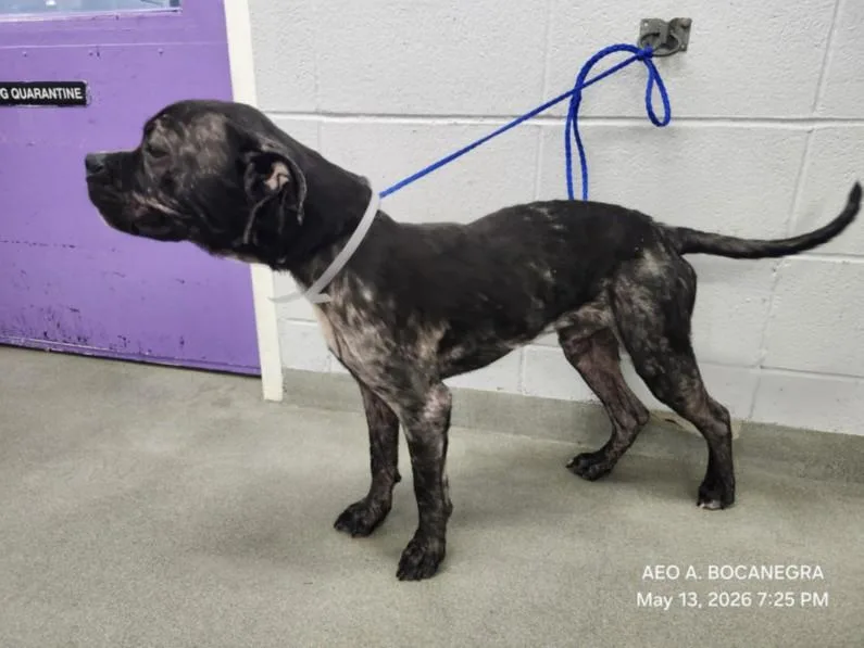 A young medium-sized male Staffordshire Bull Terrier dog named Blade for adoption in Houston, TX
