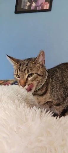 An adult medium-sized female Tabby (Gray / Blue / Silver) Domestic Short Hair cat named Violet for adoption in Avondale, PA