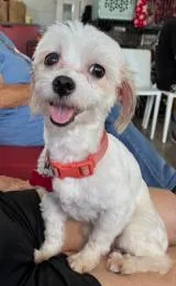 An adult small-sized male White / Cream Maltipoo dog named Pocko for adoption in Tulsa, OK