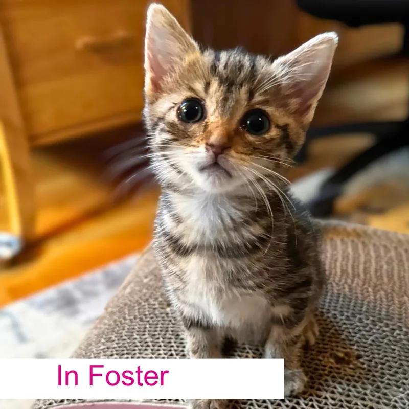 A baby small-sized female Brown / Chocolate Domestic Short Hair cat named Gigi for adoption in Chapel Hill, NC
