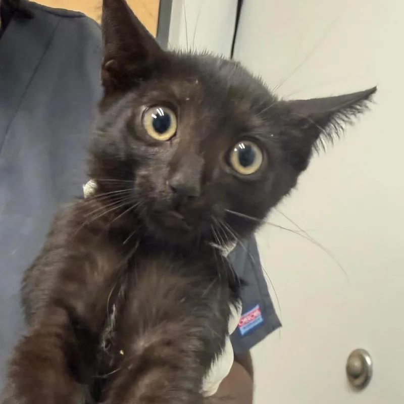 A baby small-sized female Black Domestic Short Hair cat named Equestrian for adoption in Jacksonville, FL