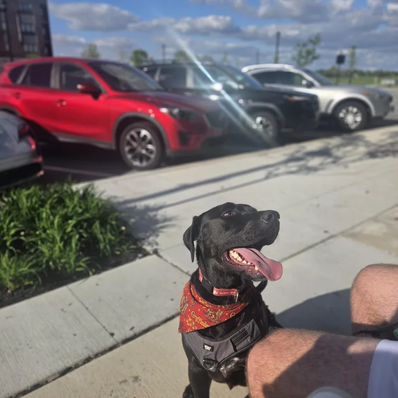 A young large-sized male Black Labrador Retriever dog named Henry for adoption in Indianapolis, IN