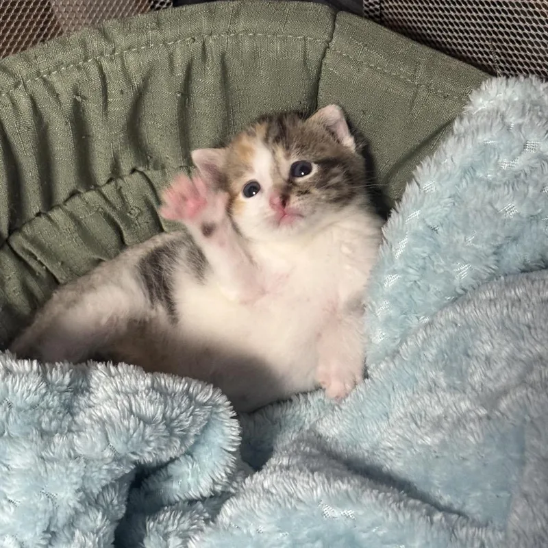 Harley