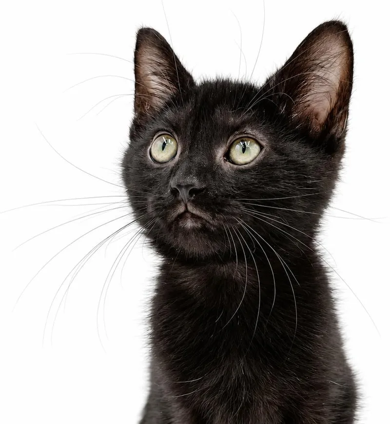 A baby small-sized male Bombay cat named LETTUCE the licorice lover for adoption in Bedford Hills, NY