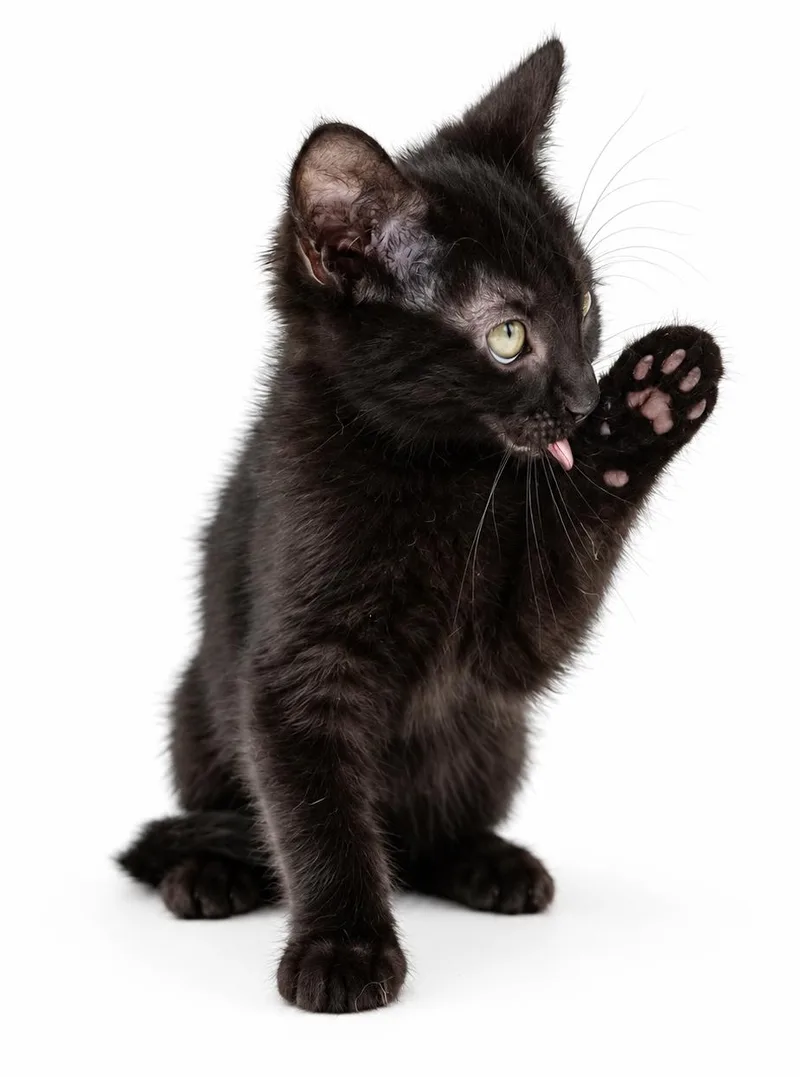LETTUCE the licorice lover thumbnail 6