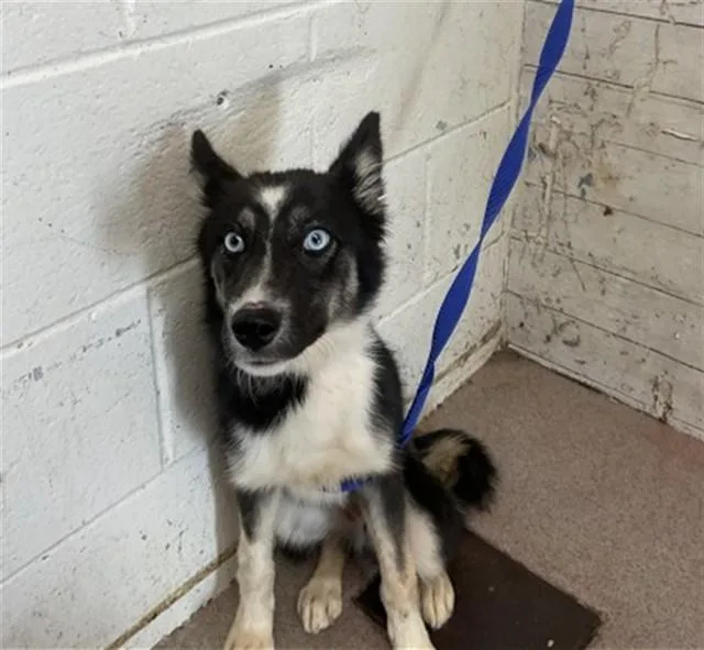 A young small-sized female Siberian Husky dog named Luna for adoption in San Bernardino, CA