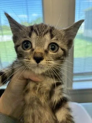 A young small-sized female Domestic Short Hair cat named Mei Mei for adoption in Lafayette, IN