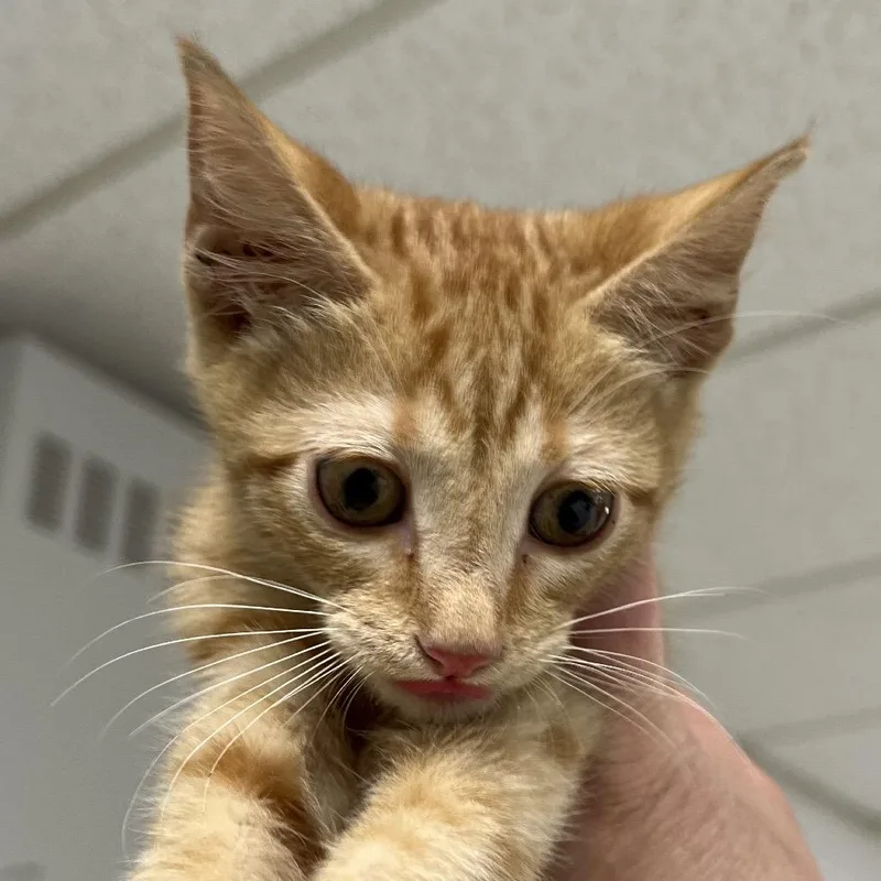 A baby small-sized male Orange / Red Domestic Short Hair cat named RupertC for adoption in East Saint Louis, IL