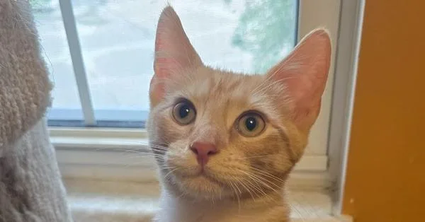 A baby small-sized male Domestic Medium Hair cat named Benedict for adoption in O'Fallon, MO