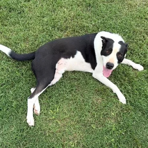 An adult medium-sized male Border Collie dog named Roadie for adoption in Quitman, TX