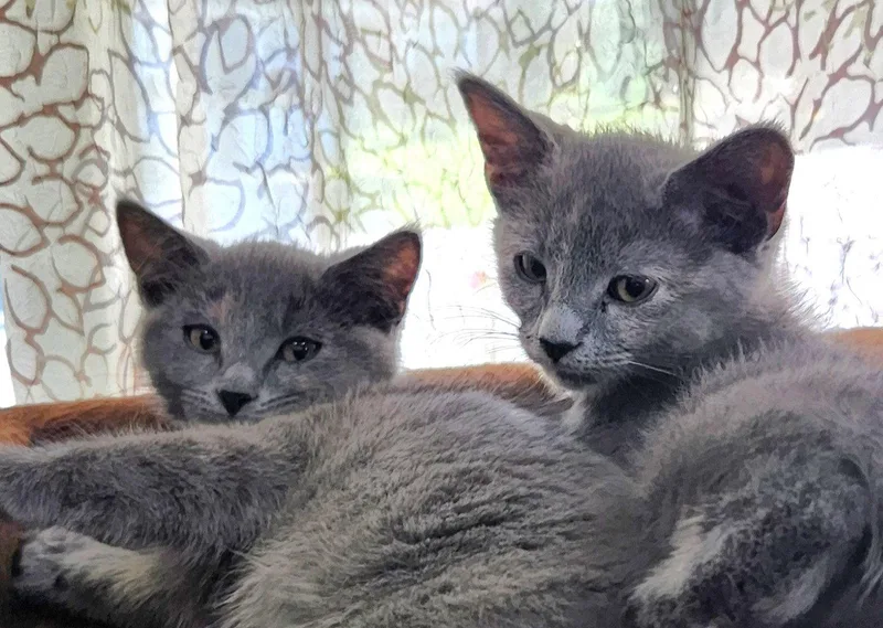 A baby medium-sized female Domestic Short Hair cat named Jackie And Jenny for adoption in Shawnee, KS