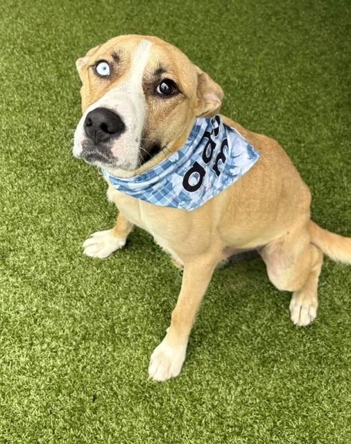 Betsy Johnson thumbnail 2