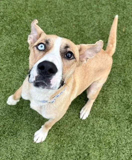 Betsy Johnson thumbnail 3