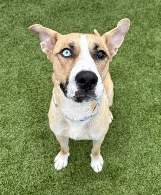 An adult medium-sized female Yellow / Tan / Blond / Fawn Shepherd dog named Betsy Johnson for adoption in Fayetteville, AR