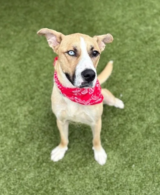 Betsy Johnson thumbnail 4