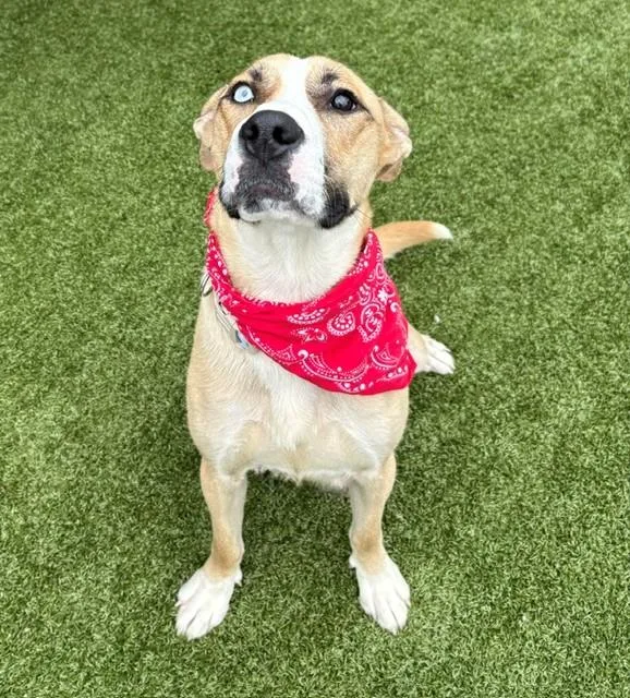 Betsy Johnson thumbnail 5