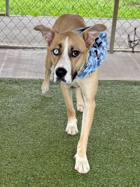 Betsy Johnson thumbnail 6