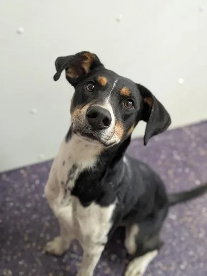 A young large-sized female Black and Tan Coonhound dog named Pixie for adoption in Divide, CO