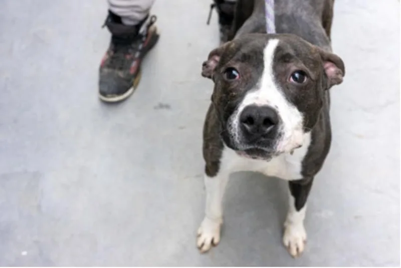 An adult medium-sized female Brindle Mixed Breed dog named Angel Girl for adoption in Terre Haute, IN