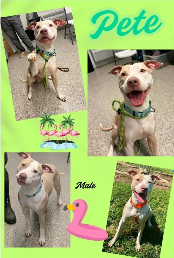 An adult large-sized male Pit Bull Terrier dog named Pete for adoption in Blountville, TN