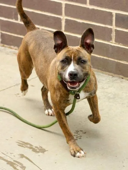 An adult large-sized female Mixed Breed dog named Casey for adoption in Chamblee, GA