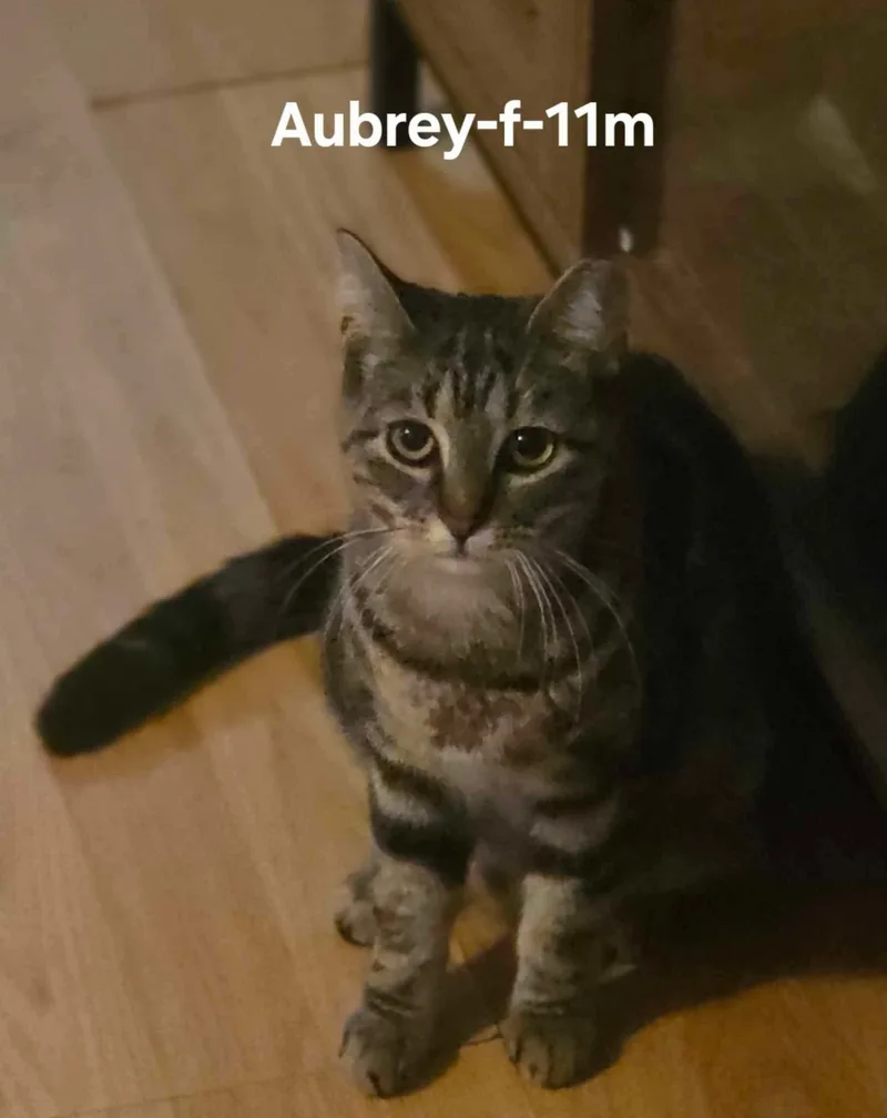 A young medium-sized female Domestic Short Hair cat named Aubrey for adoption in Clymer, PA