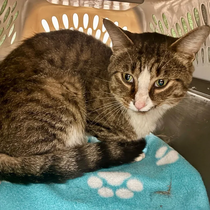 A young medium-sized male Gray / Blue / Silver Domestic Short Hair cat named Kinley for adoption in Chattanooga, TN