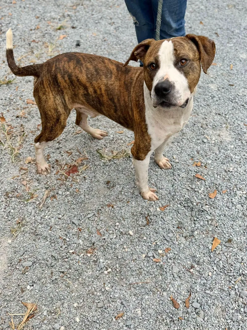 An adult medium-sized male American Bulldog dog named Field for adoption in Elizabethtown, NC