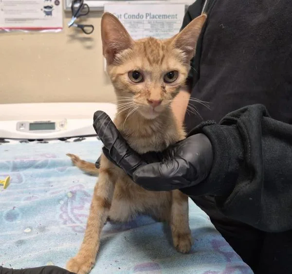 A baby small-sized female Domestic Short Hair cat named Flippity Floppity for adoption in Oceanside, CA