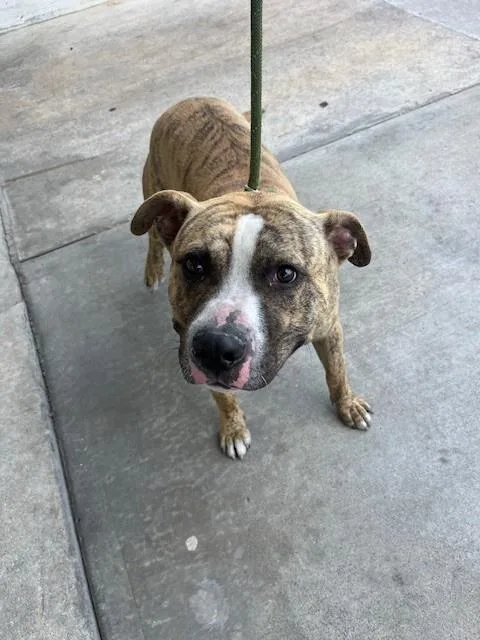 An adult large-sized male American Bulldog dog named Gus for adoption in Miami, FL