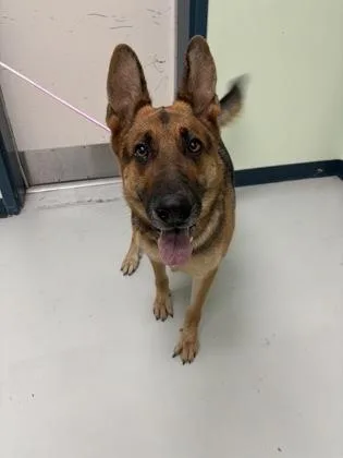 An adult large-sized female German Shepherd Dog dog named Frida for adoption in Savannah, GA