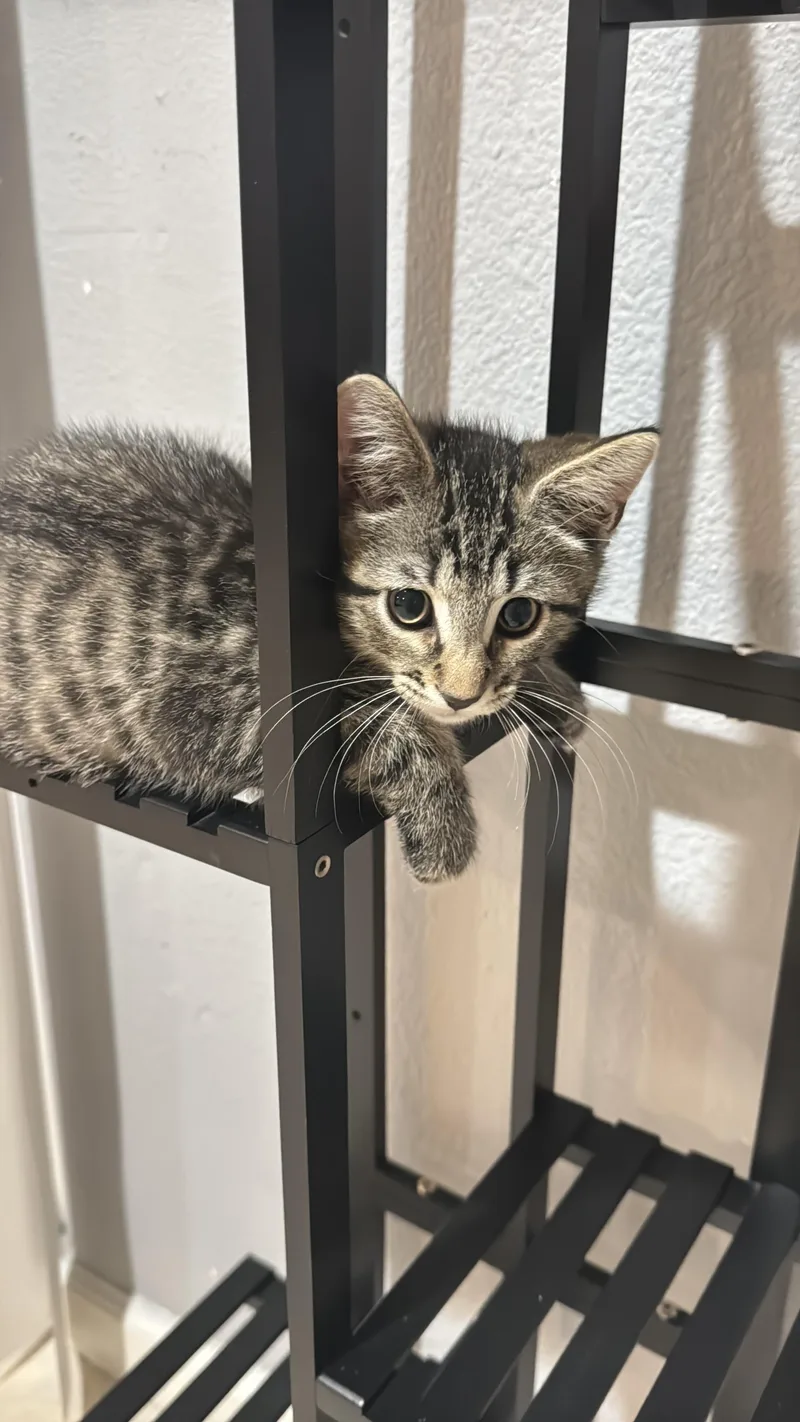 A baby medium-sized male Tabby (Brown / Chocolate) Domestic Short Hair cat named Dani for adoption in Lauderhill, FL