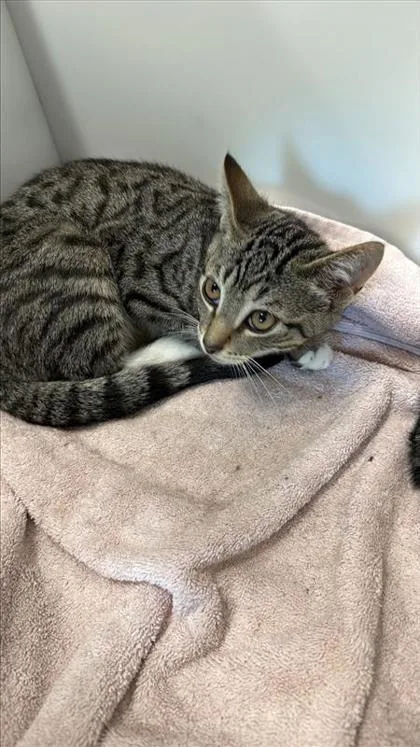 A baby small-sized male Domestic Short Hair cat named Pita for adoption in West Chester, PA