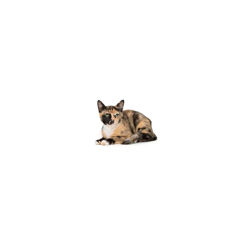 An adult medium-sized female Calico Domestic Short Hair cat named Mary Jane for adoption in Playa Vista, CA