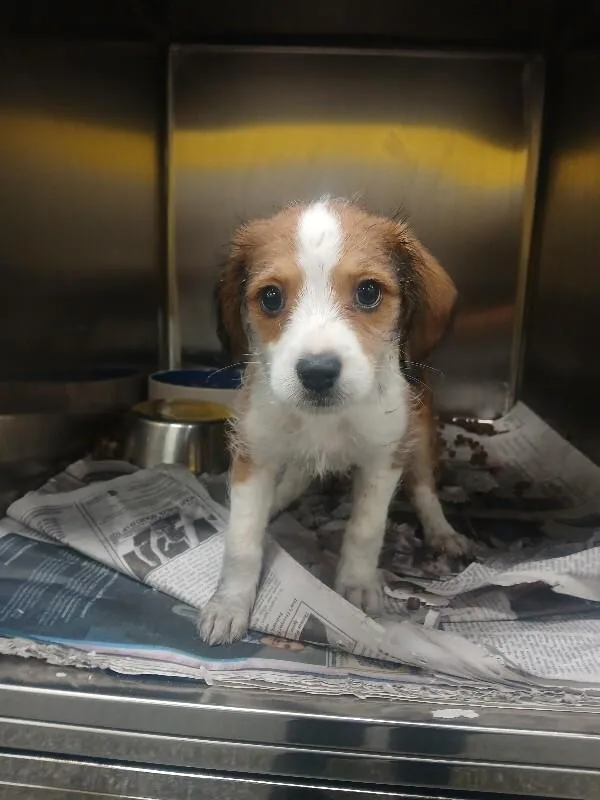 A young small-sized female Tricolor (Brown, Black, & White) Beagle dog named Hunny for adoption in Jackson, TN