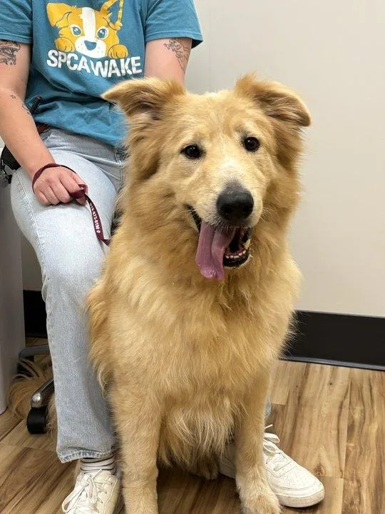 An adult large-sized male Yellow / Tan / Blond / Fawn Mixed Breed dog named Toot for adoption in Raleigh, NC