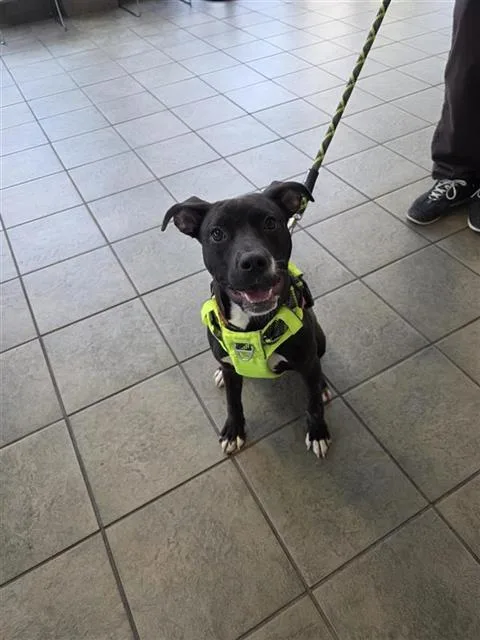 A young medium-sized female Terrier dog named Dasha for adoption in San Antonio, TX
