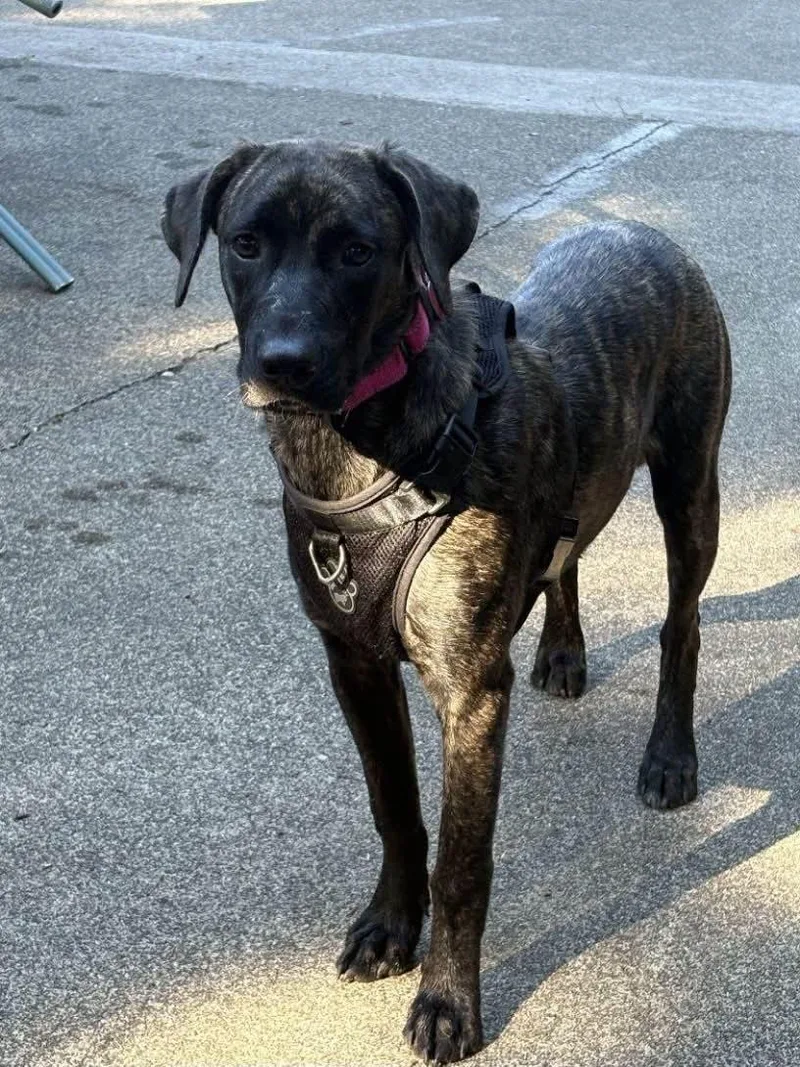 A baby medium-sized male Hound dog named Benji for adoption in Grants Pass, OR